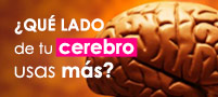 ¿Qué lado de tu cerebro utilizas más?